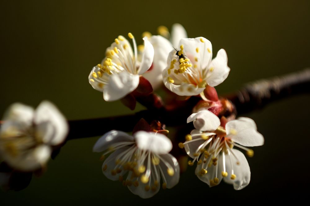 Абрикосовый цвет