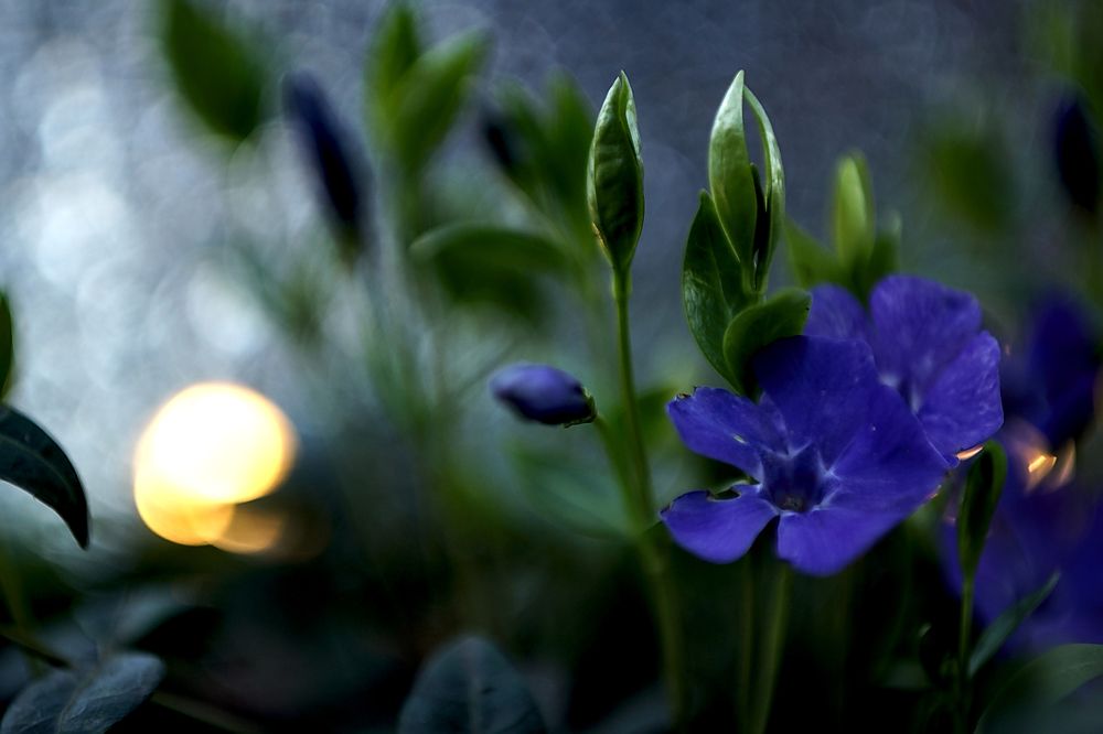 Барвинок на закате