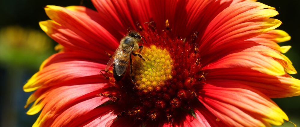 Гайлардия Кобольд