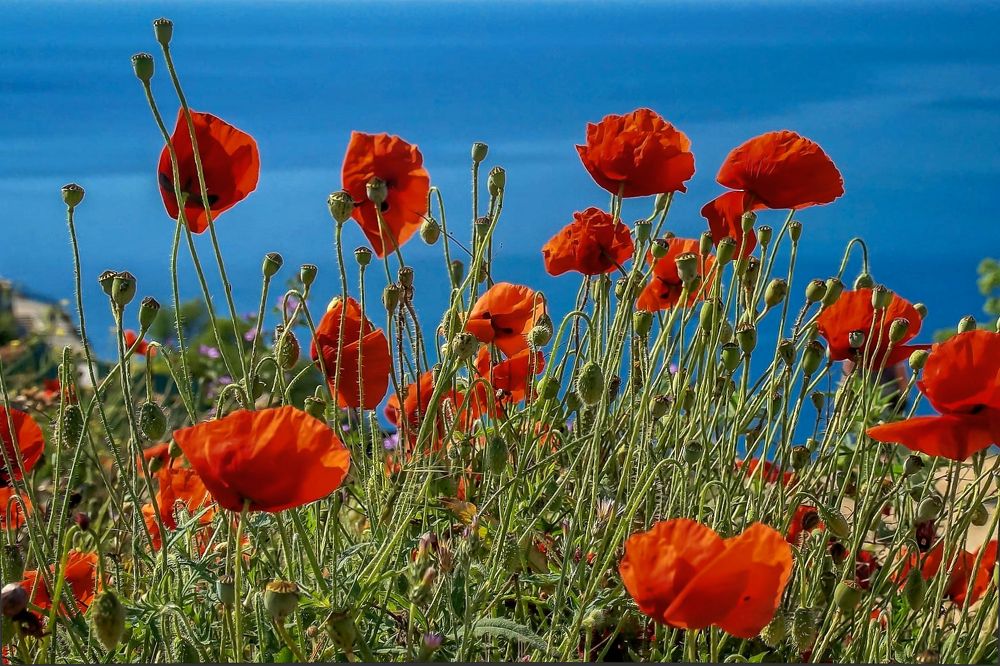 Май на мысе Фиолент