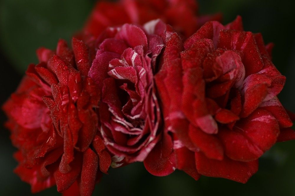 Photograph by Елена Одынец