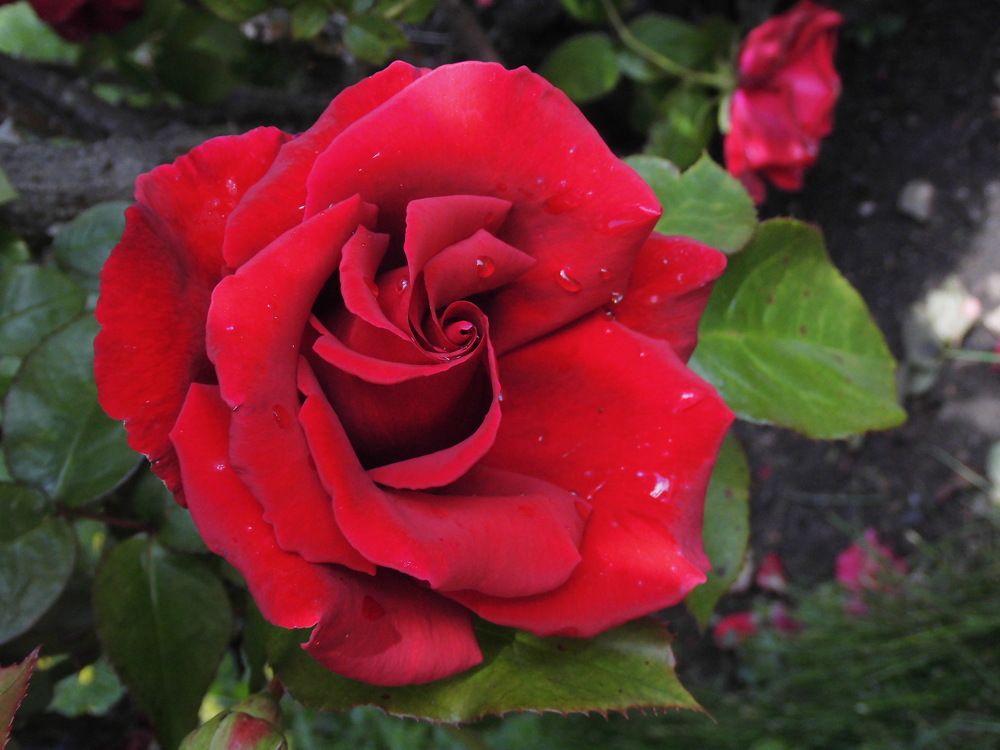 Photograph by Лариса Неудачина