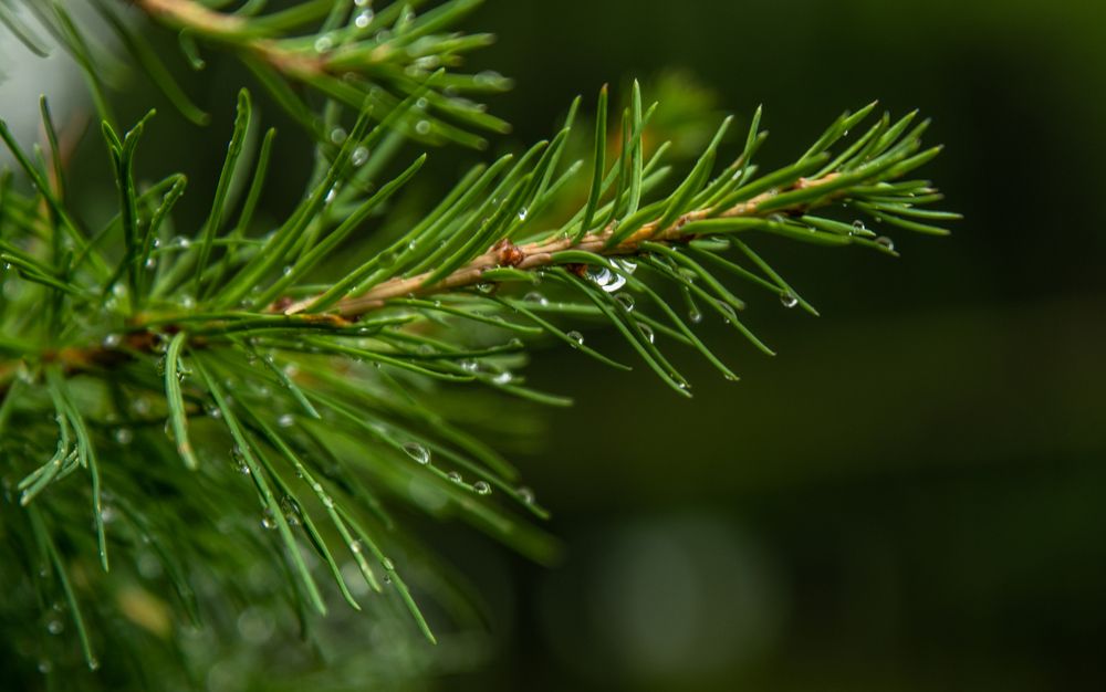 Photograph by Валерий Шорохов