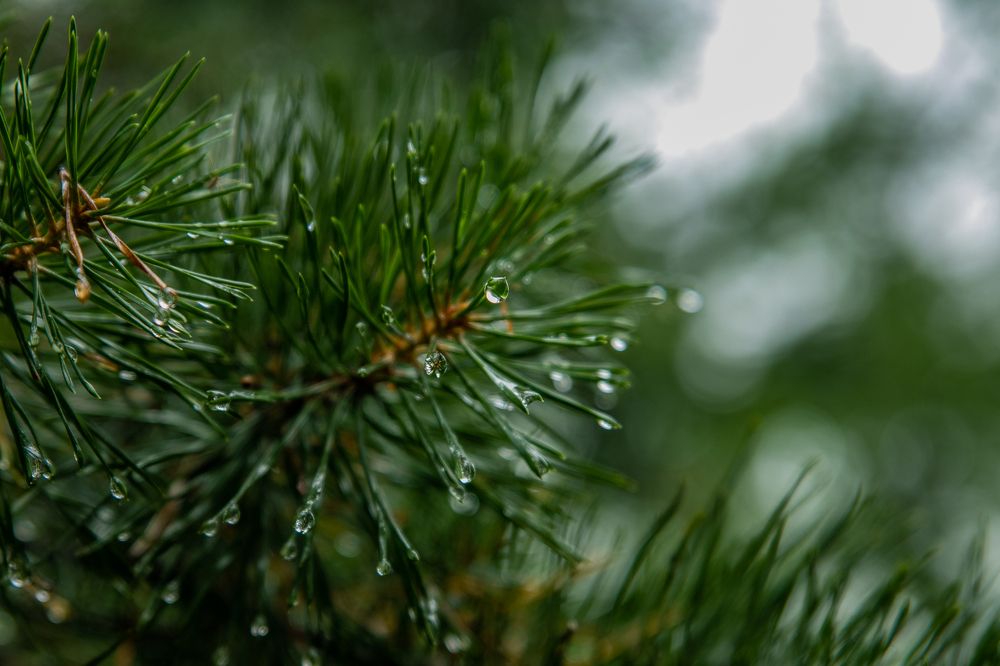 Photograph by Валерий Шорохов