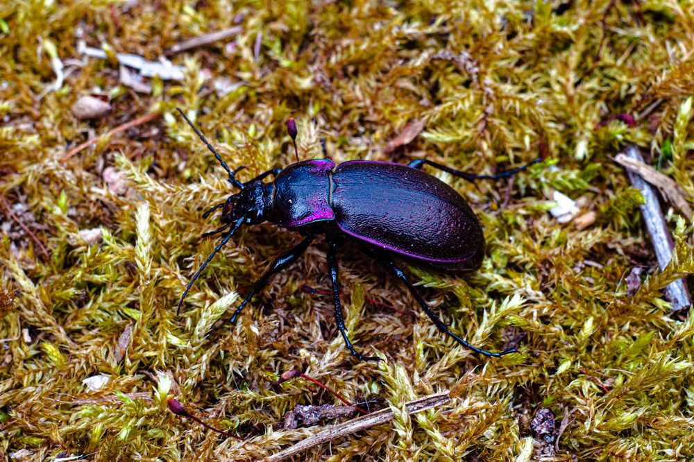 Жужелица фиолетовая