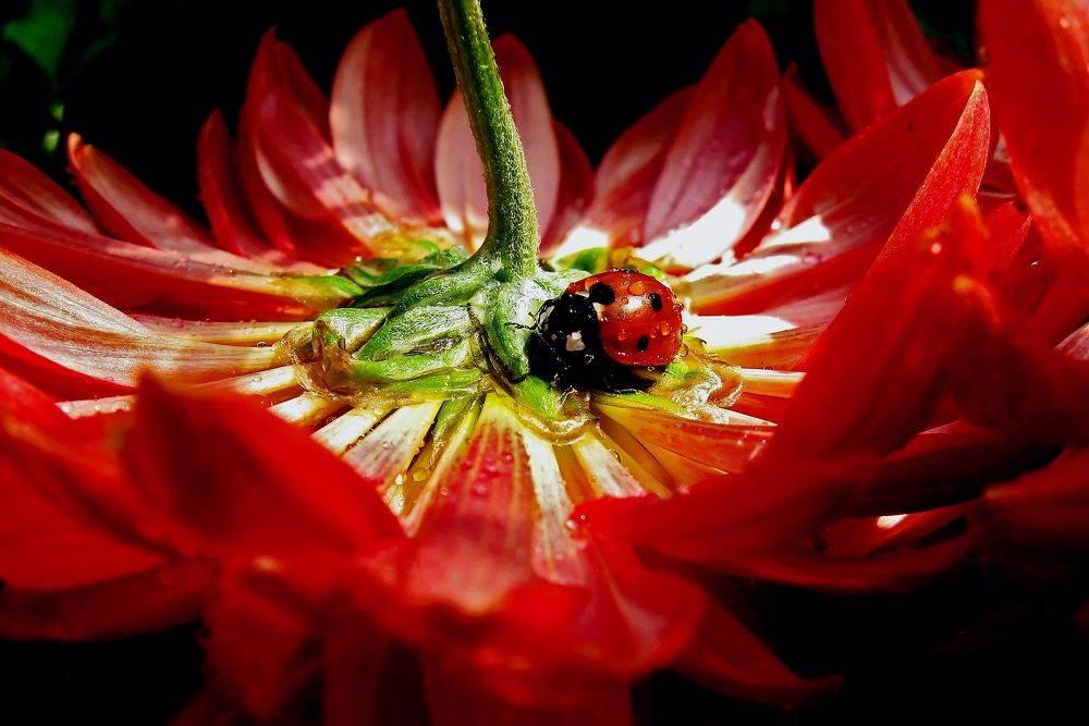 Красное на красном