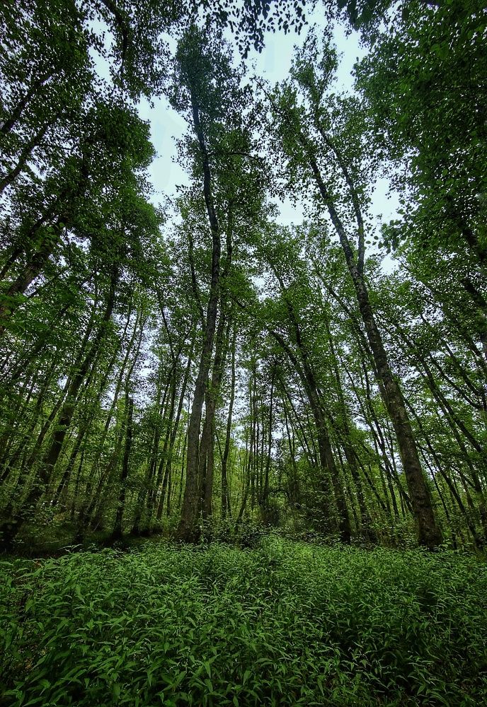 Photograph by Arash Abbaspoory