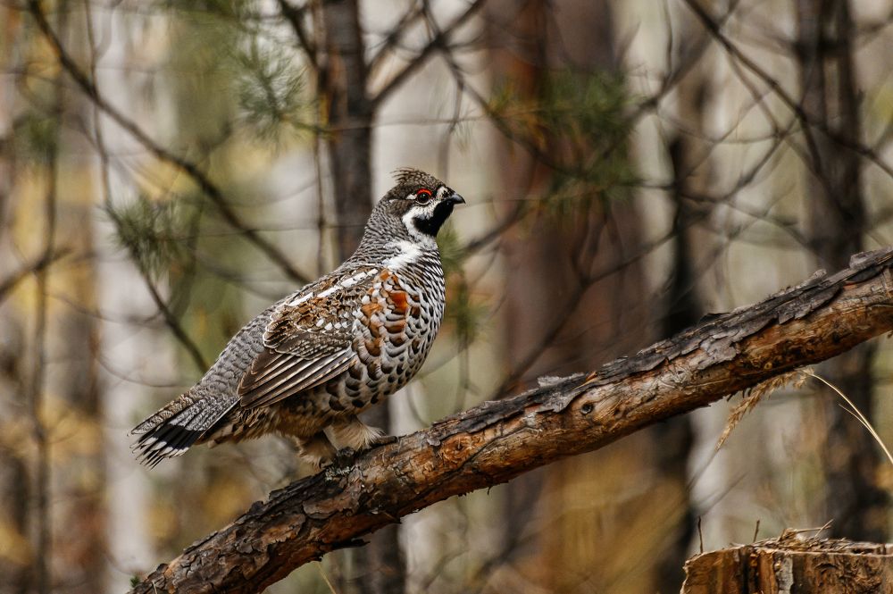 Photograph by Дмитрий Бухтик