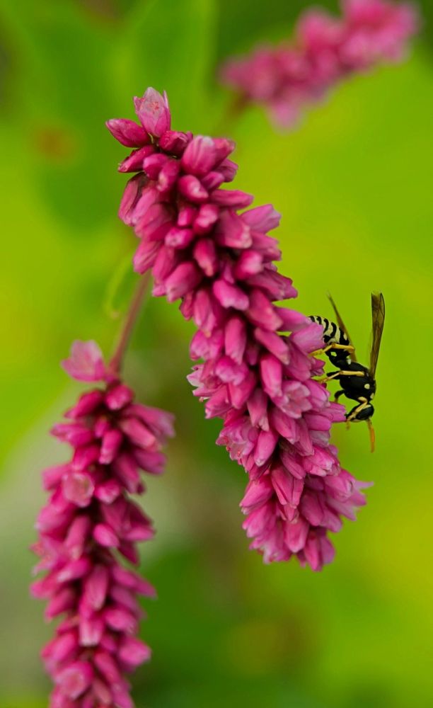 Photograph by Taras Shevchenko