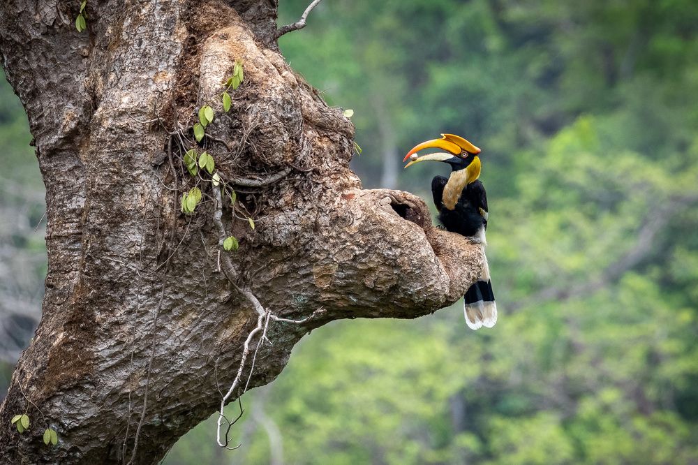 Great Hornbill Female