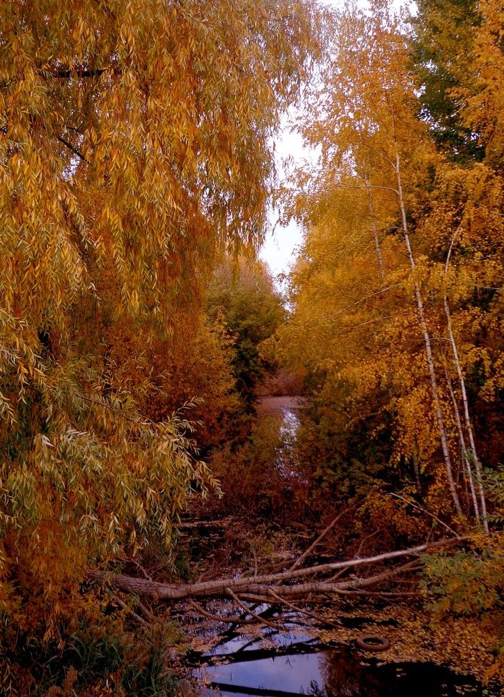 Photograph by Наталья Сазонова