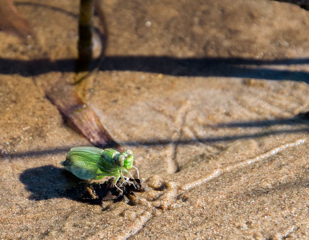 Превращение стрекозы