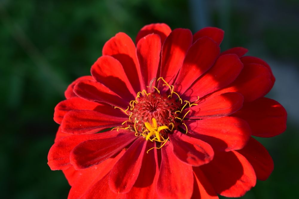 Photograph by Наталья Еременко