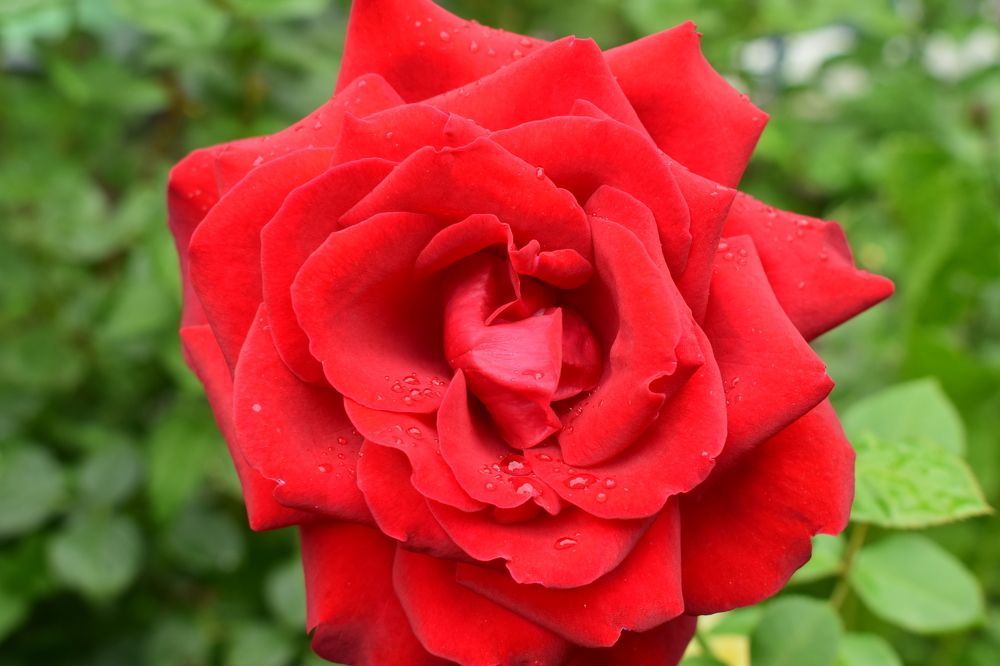 Photograph by Наталья Еременко