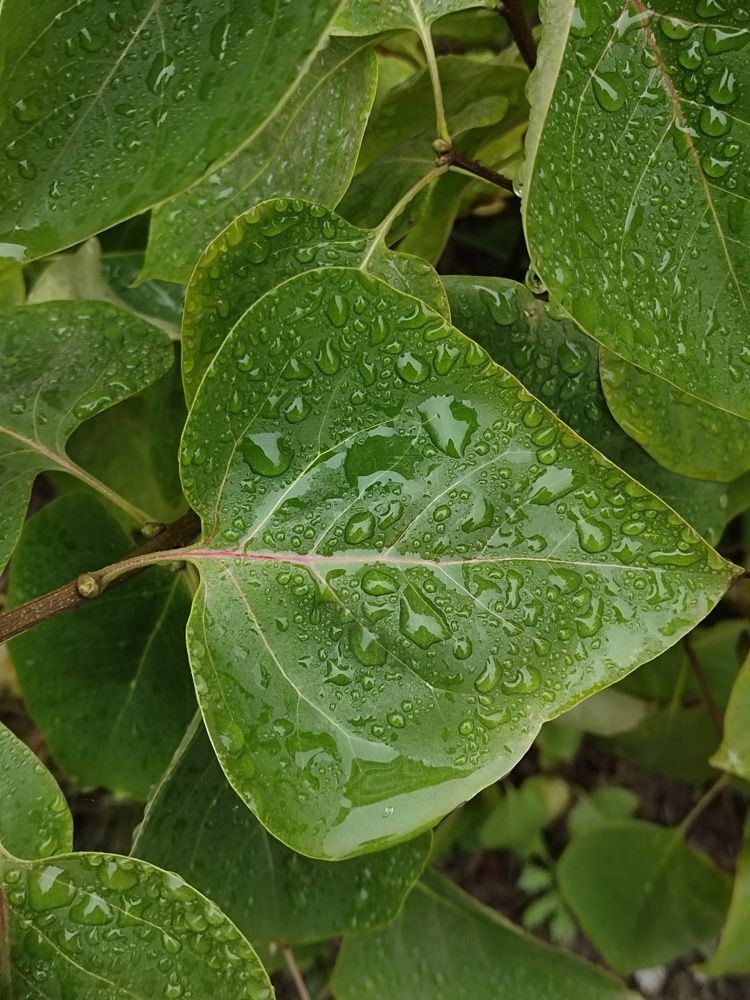 Photograph by Светлана Шуткова