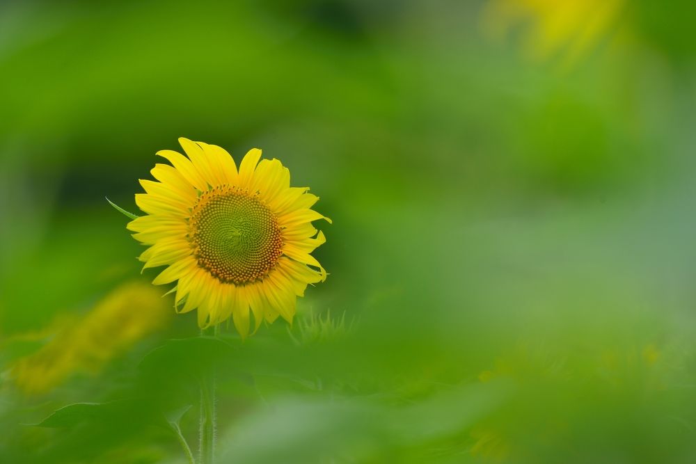 Photograph by Ohta Sigeki