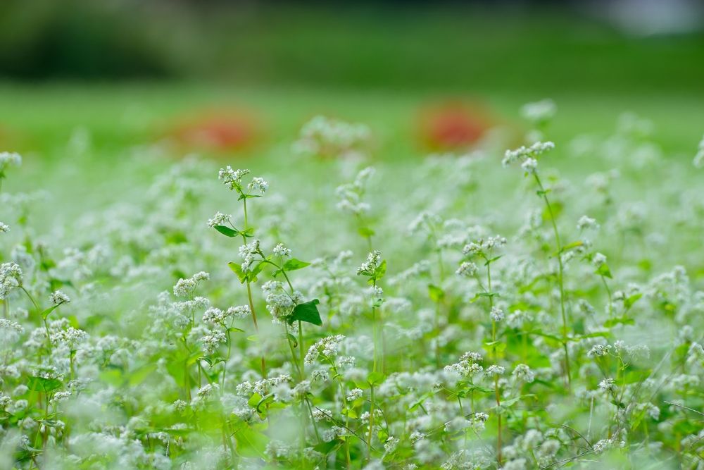 Photograph by Ohta Sigeki