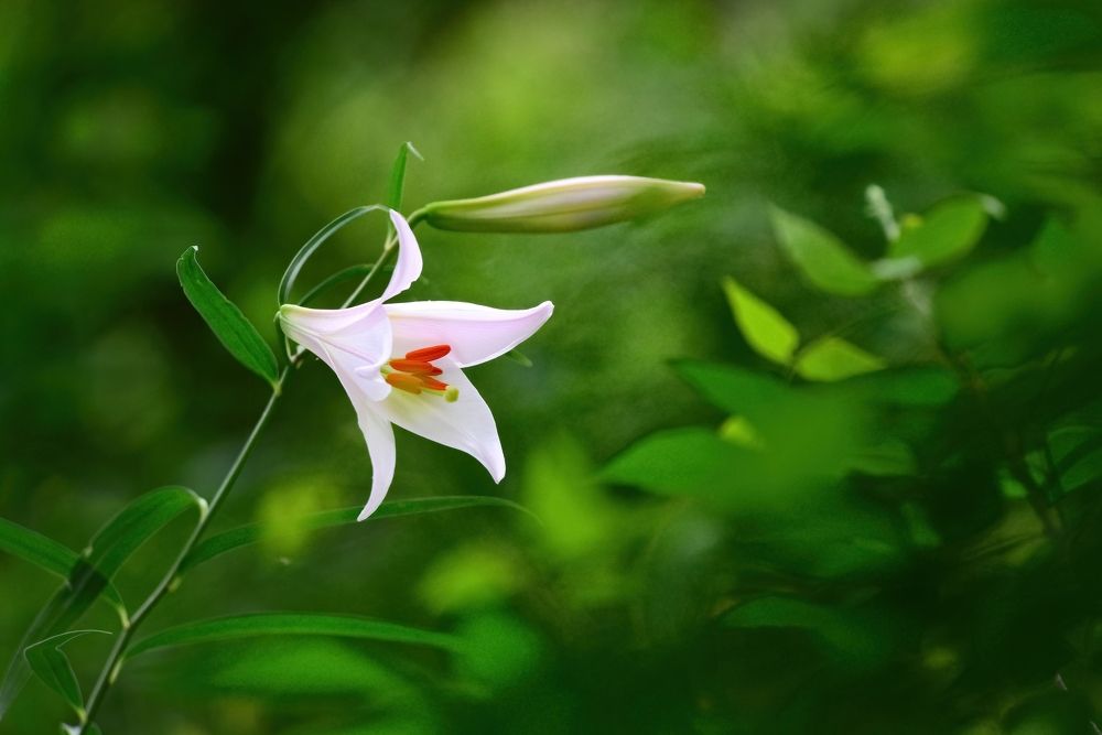 Photograph by Ohta Sigeki