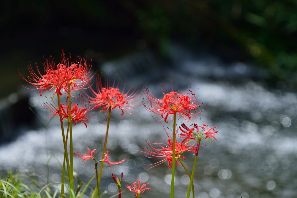 Photograph by Ohta Sigeki