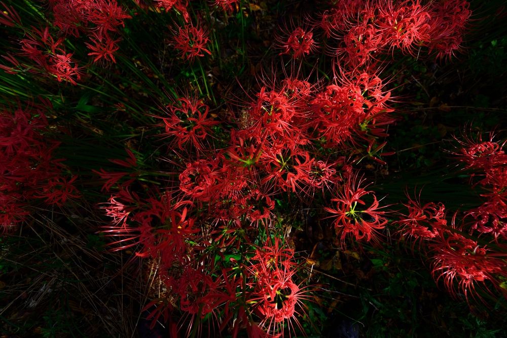 Photograph by Ohta Sigeki