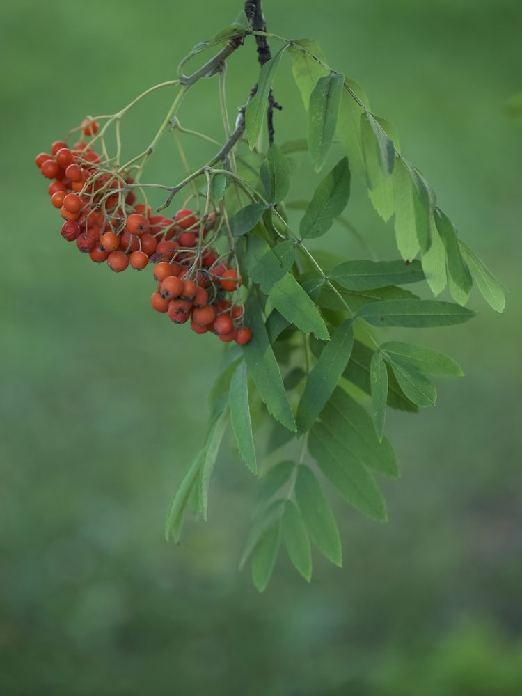 Photograph by Серегина Ирина