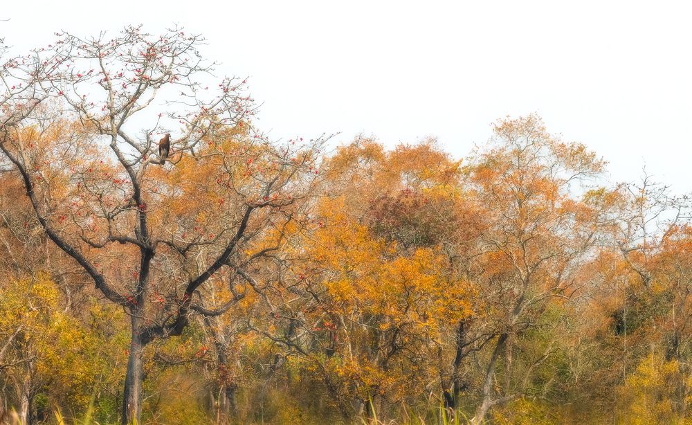 Photograph by Guha Jayanta