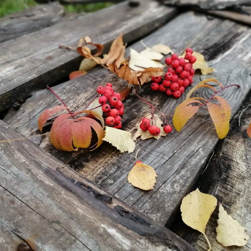 Photograph by Елена