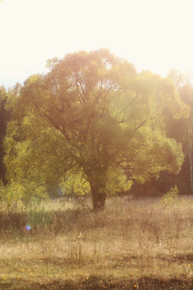 Photograph by Игорь Тихонов