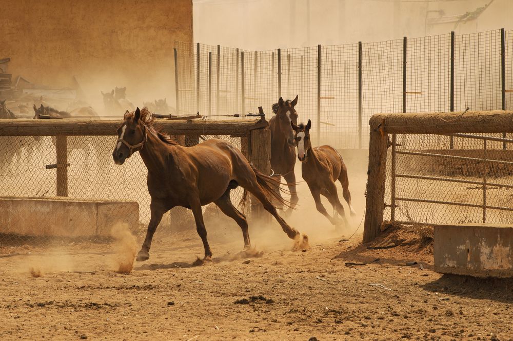 Photograph by Mohamed Kaouche