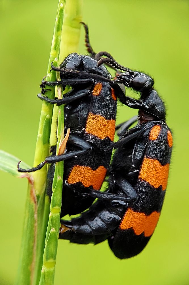 Blister beetles