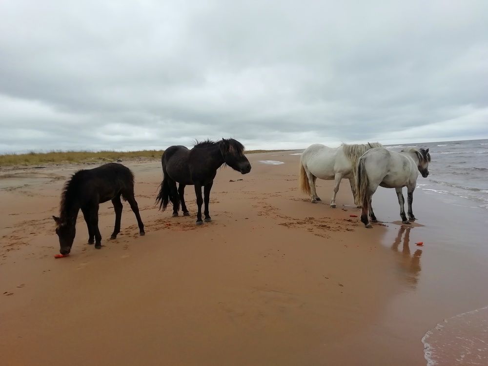 Дикие лошади на Белом море. Кольский полуостров.