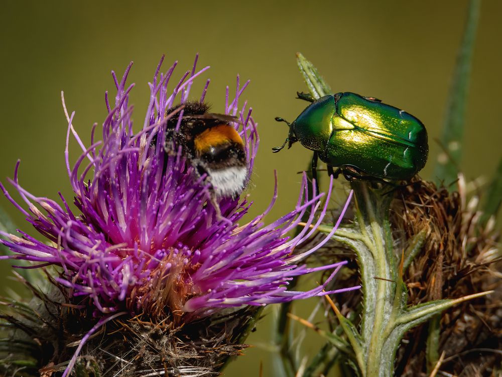 Photograph by Andrea Barlotti