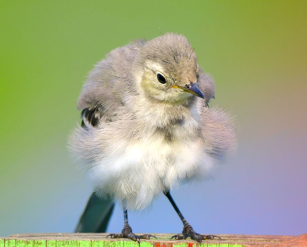 Photograph by Елена