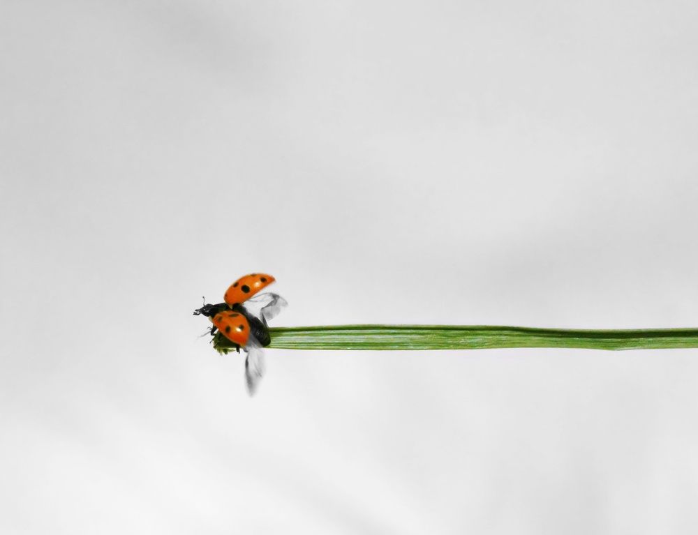 Photograph by Narjes Al_Bayat (Narjes Alzahraa)