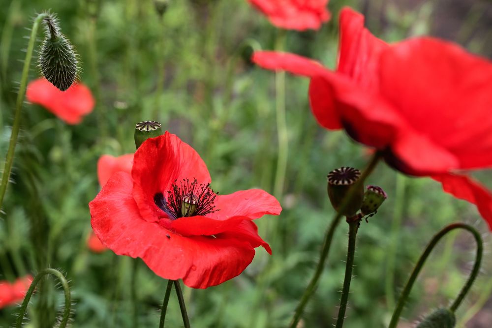 Photograph by Светлана Вербицкая