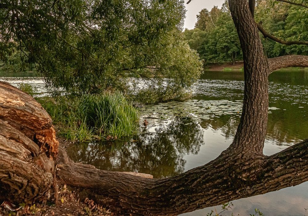 Photograph by Vladimir  Komarov