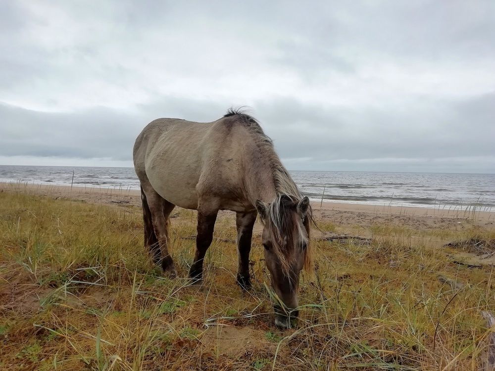 Дикие лошади на Белом море...