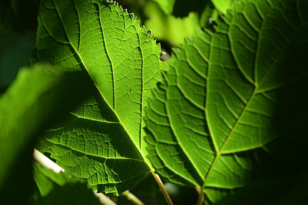 Photograph by Наталья Еременко