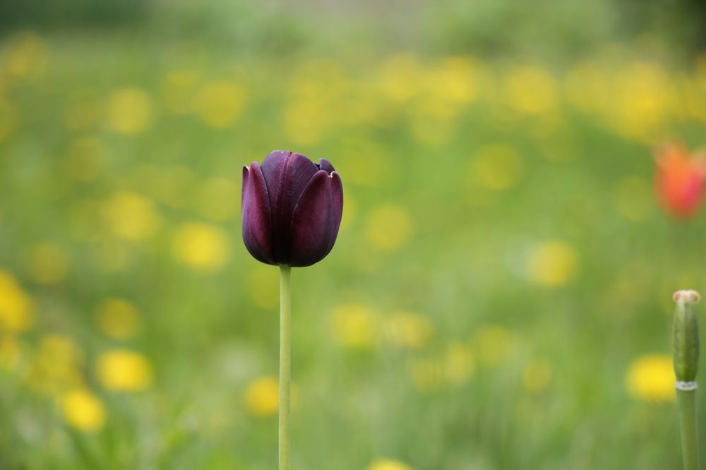 Фотография автора Елена Запертова