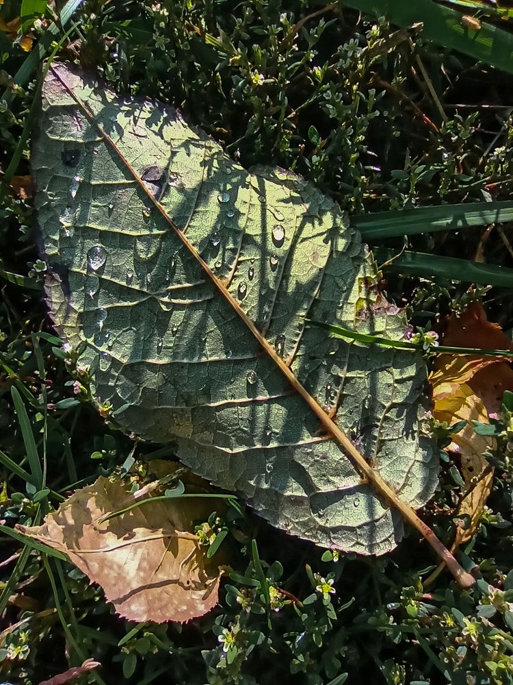 Photograph by Ирина Дегтярева