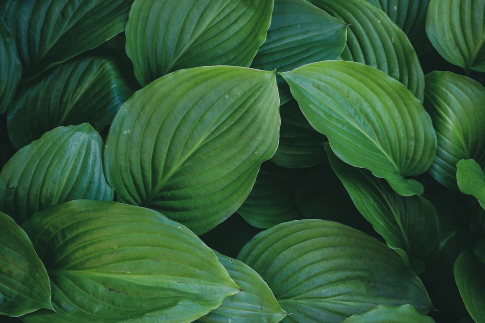 Photograph by Николай Стрельников