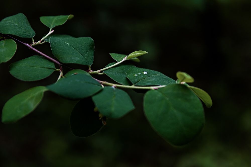 Фотография автора Алексей Крючков