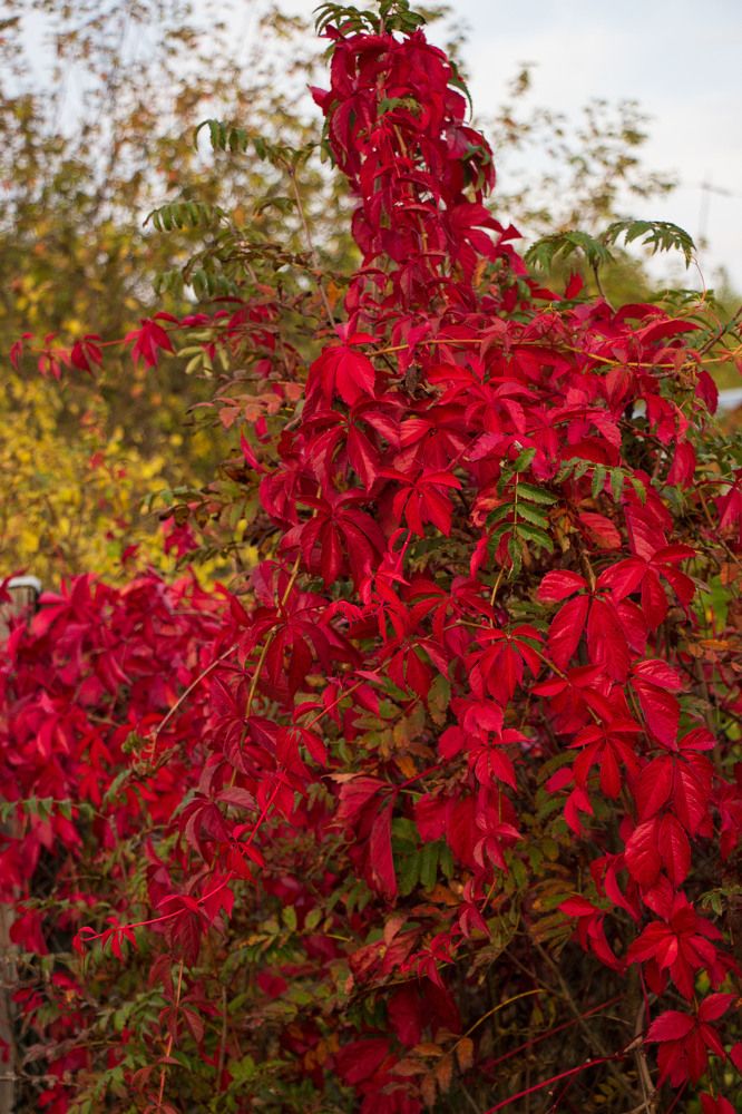 Фотография автора Елена Запертова