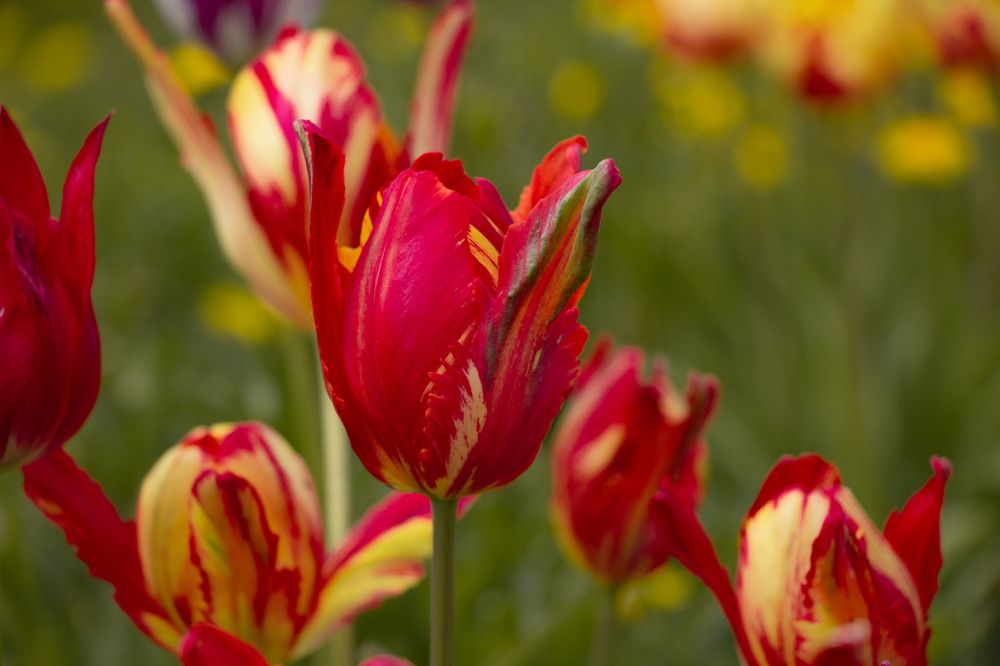 Фотография автора Елена Запертова