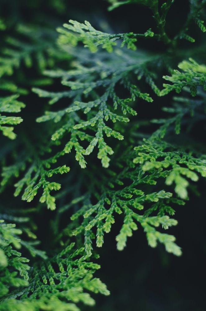 Photograph by Ольга Распопова