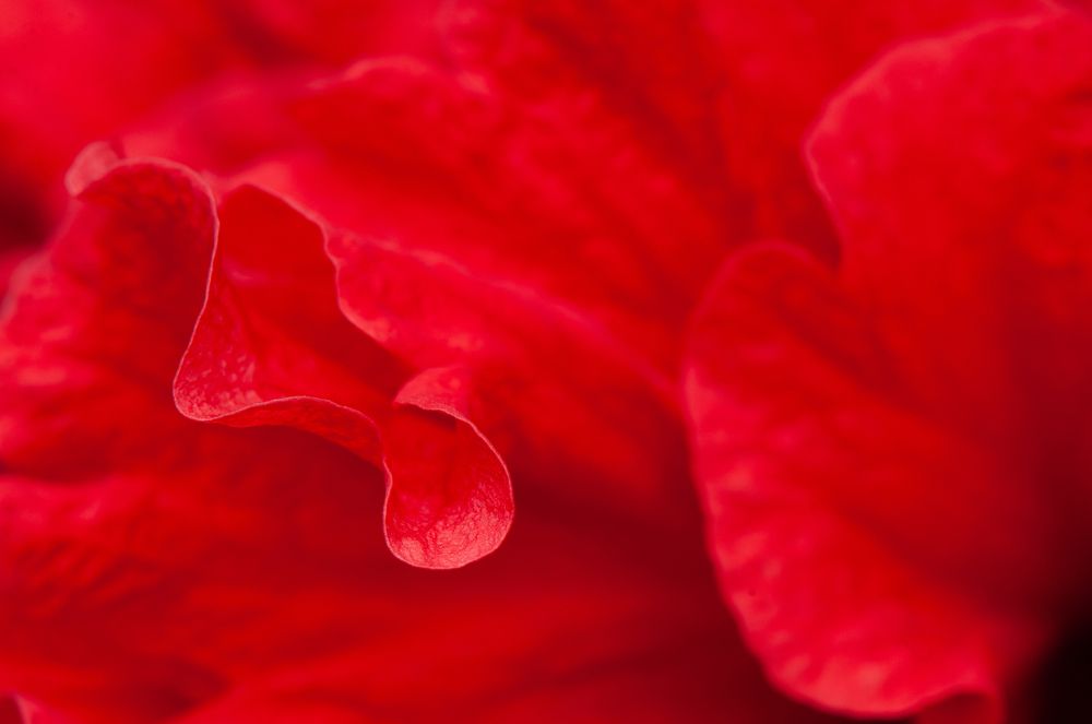 Photograph by Chamara Sulakkhana Polwatta Siriyalage