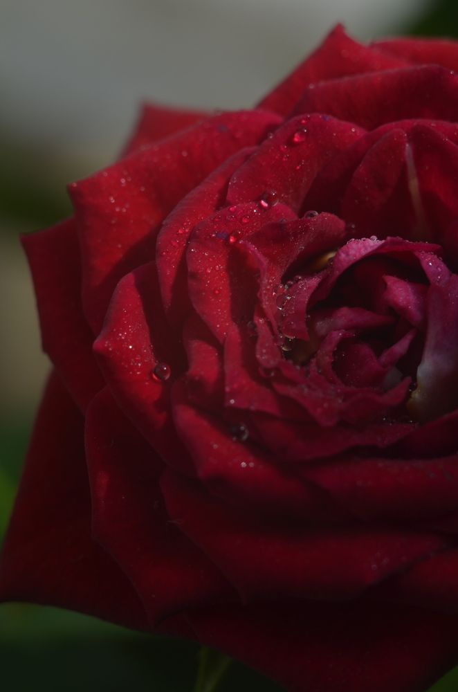 Photograph by Valentina