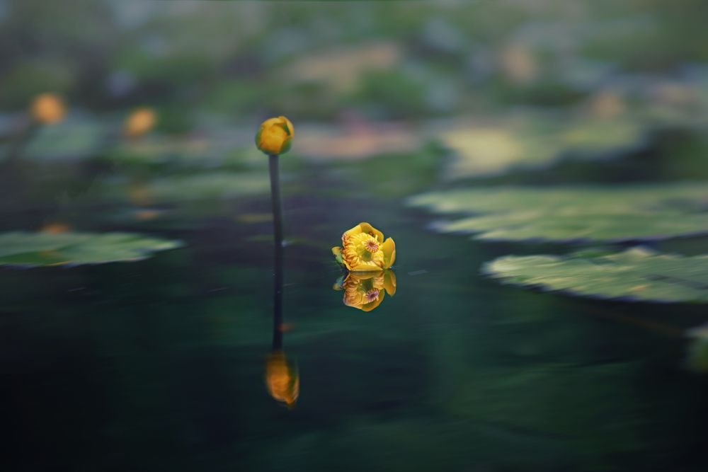 Photograph by Оксана Пономаренко