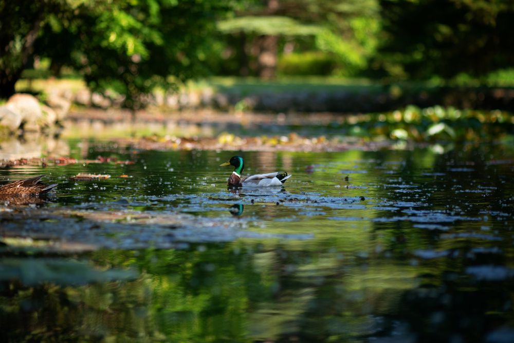 Photograph by Оксана Пономаренко