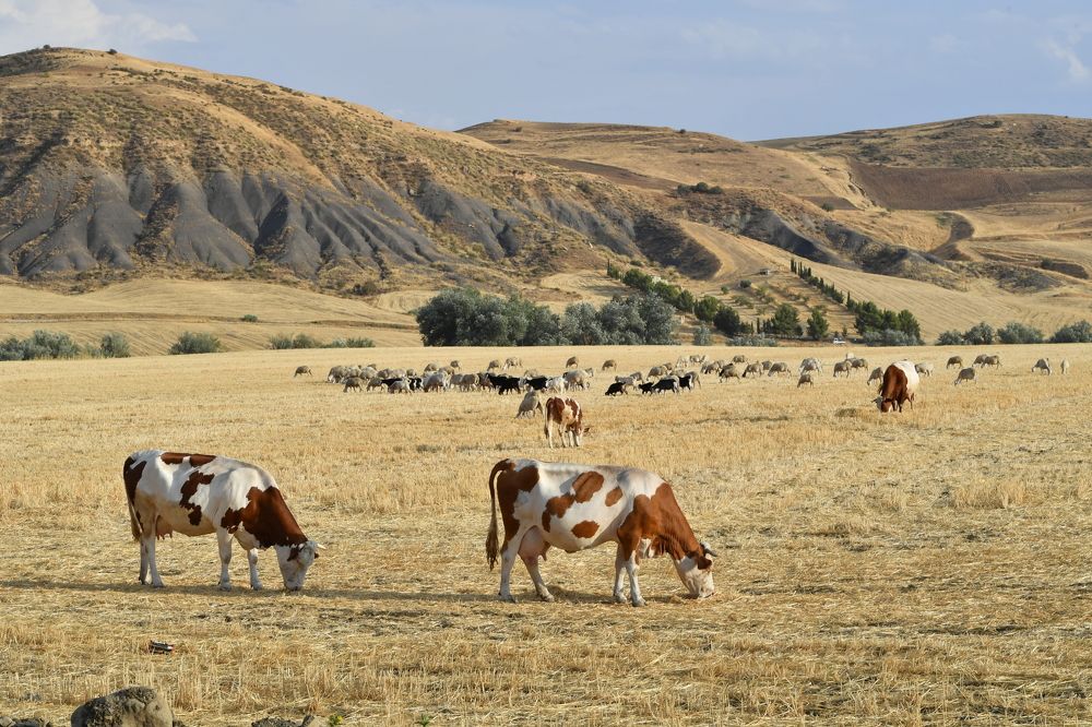 Photograph by Mohamed Kaouche